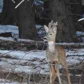Srnec lesný.