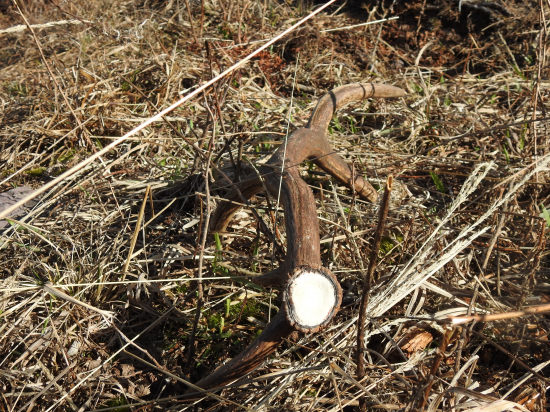 Na zhodoch s kamarátom...