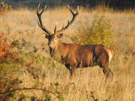 Kráľ prichádza...