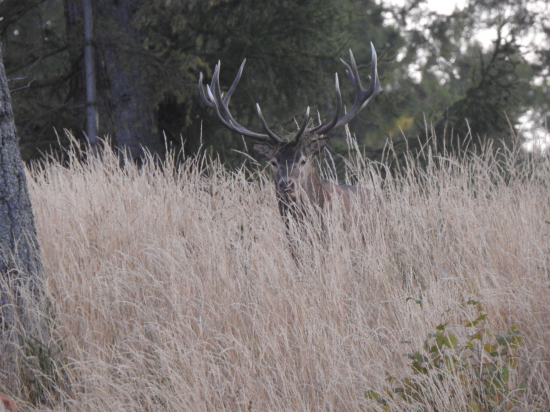 Podvečerný krásavec.
