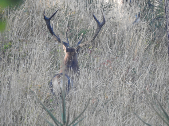 Hrubáň na odchode.
