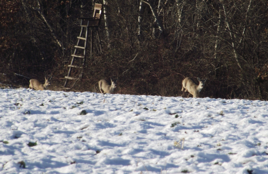 Srnky v zime