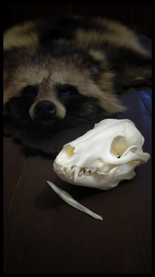 Nočný chodec