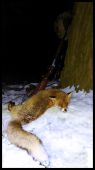 Sneh a líšky