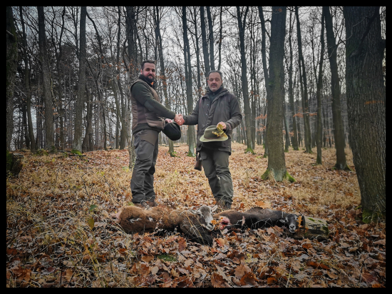 Počítanie ovečiek