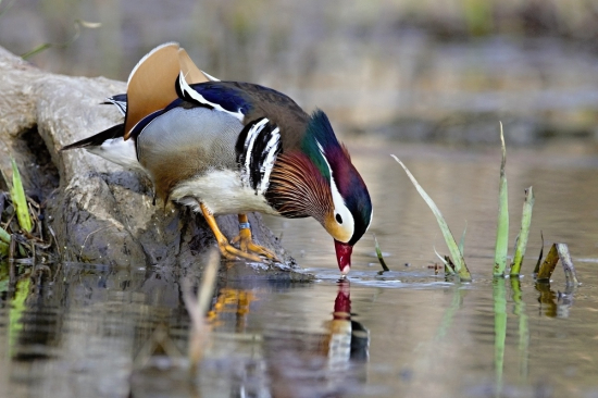 kačica mandarínska-káčer