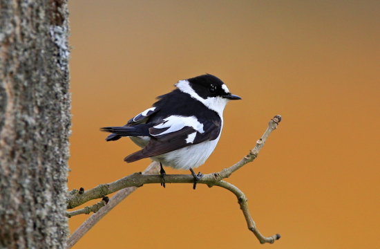 muchárik bielokrký-samček