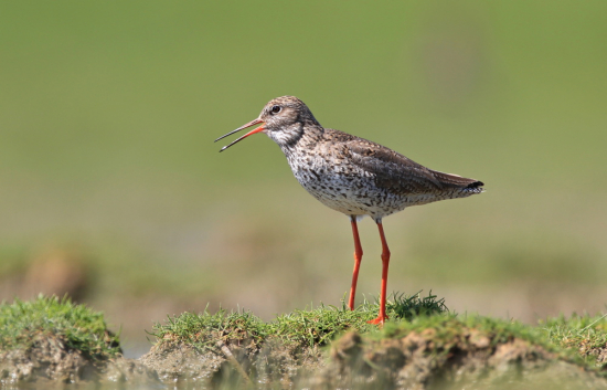 kalužiak červenonohý