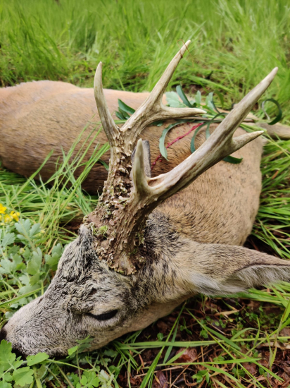 Kapitálny srnec z Maďarska