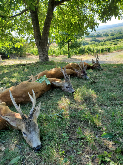 Vydarené ráno v Rumunsku