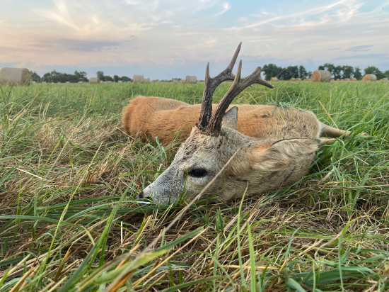 Privábený starček