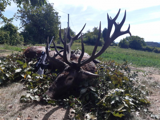 Zlatý jeleň z Maďarska