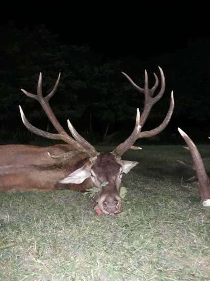 Zlatý jeleň z Gúthu