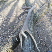 Kamaratova vychodena 16 tka.