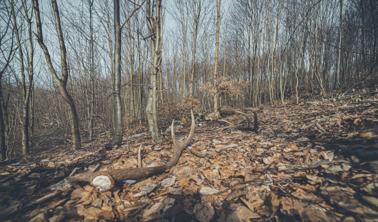 neopísateľný prvý pohľad