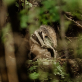 jazvečie radovánky :D