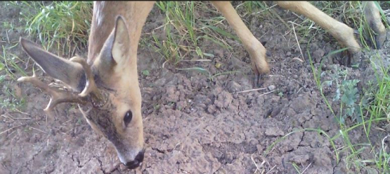 Srnček pod posedom :)