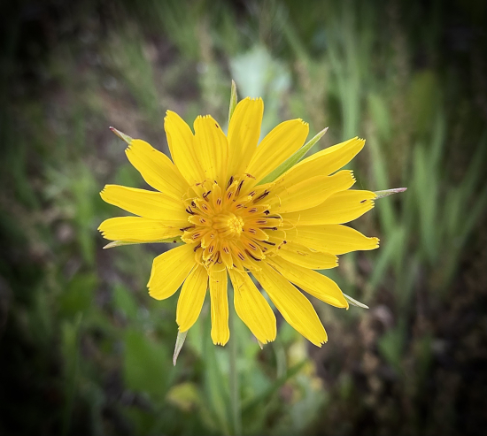 Kozobrada lúčna…