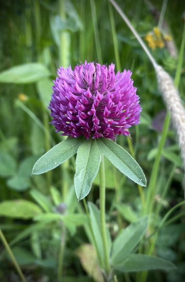 Ďatelina alpínska...