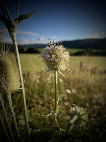 Štetka laločnatá...