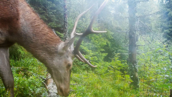 dume nad jeleničkami