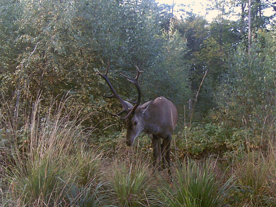 tenký no v hlase hrubý