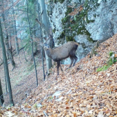 šuhajko