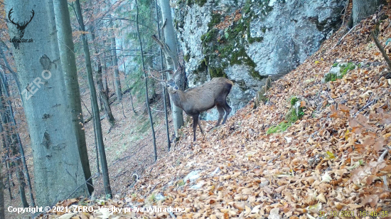 šuhajko