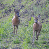 Večerná prechádzka