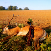 Desatorák zo strniska