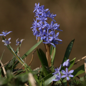 Scilla