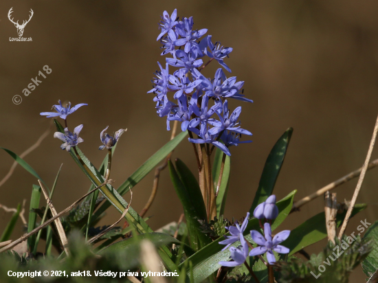 Scilla