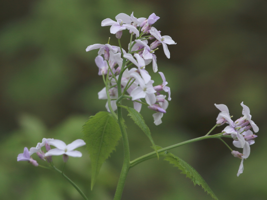 Zubačka cibuľkonosá