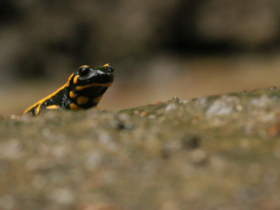 Salamandra vyráža do dažďa