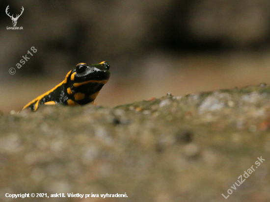 Salamandra vyráža do dažďa