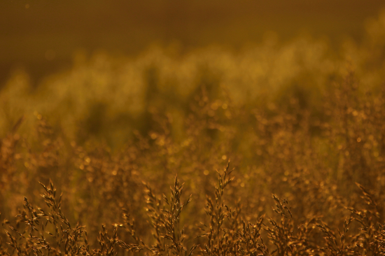 Domovina v zlatej hodinke