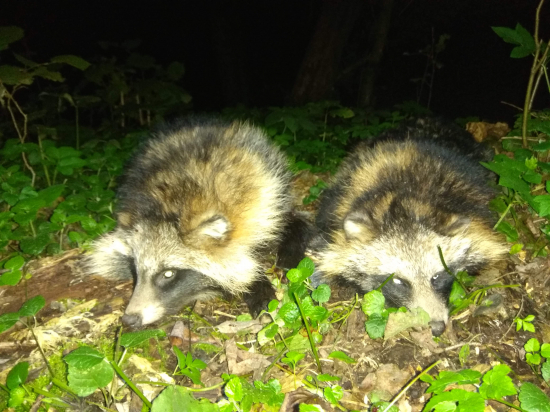 pekné, ale škodná