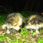 pekné, ale škodná