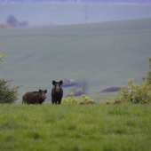 Seriál na každý večer