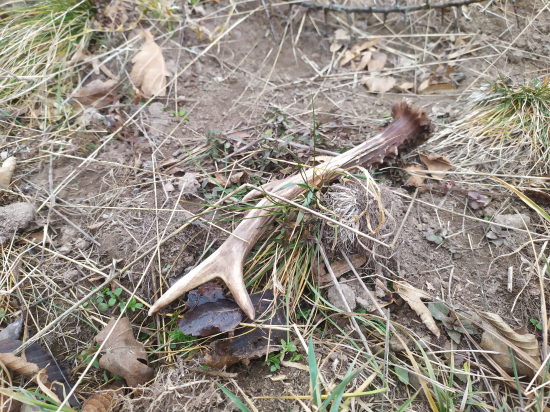 Šťastie na prechádzke