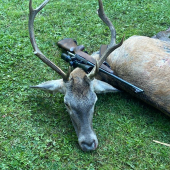 Dohľadávka s farbiarom