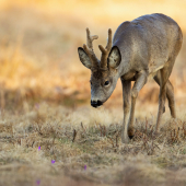 Na večeru bude šafrán