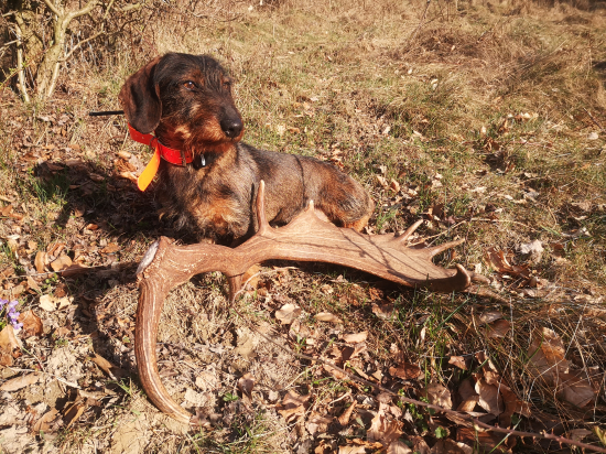 Parťáková prvá lopata