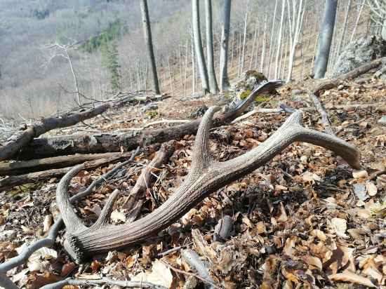 ...zhod z dievčej...