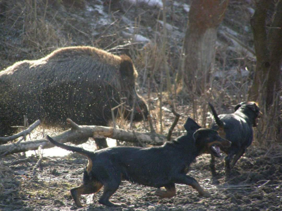 ... kopov v akcii...