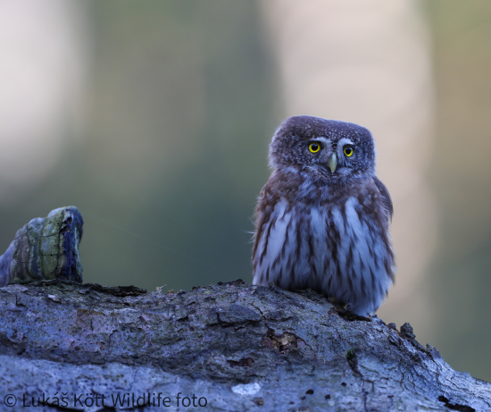 Kulíšek nejmenší, Glaucidium passerinum
