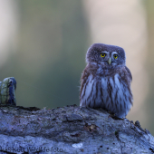 Kulíšek nejmenší, Glaucidium passerinum