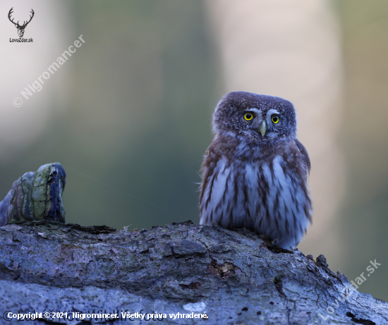 Kulíšek nejmenší, Glaucidium passerinum