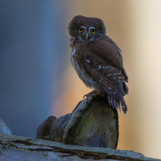 Kulíšek nejmenší, Glaucidium passerinum