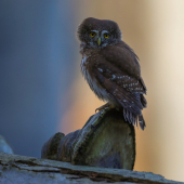 Kulíšek nejmenší, Glaucidium passerinum